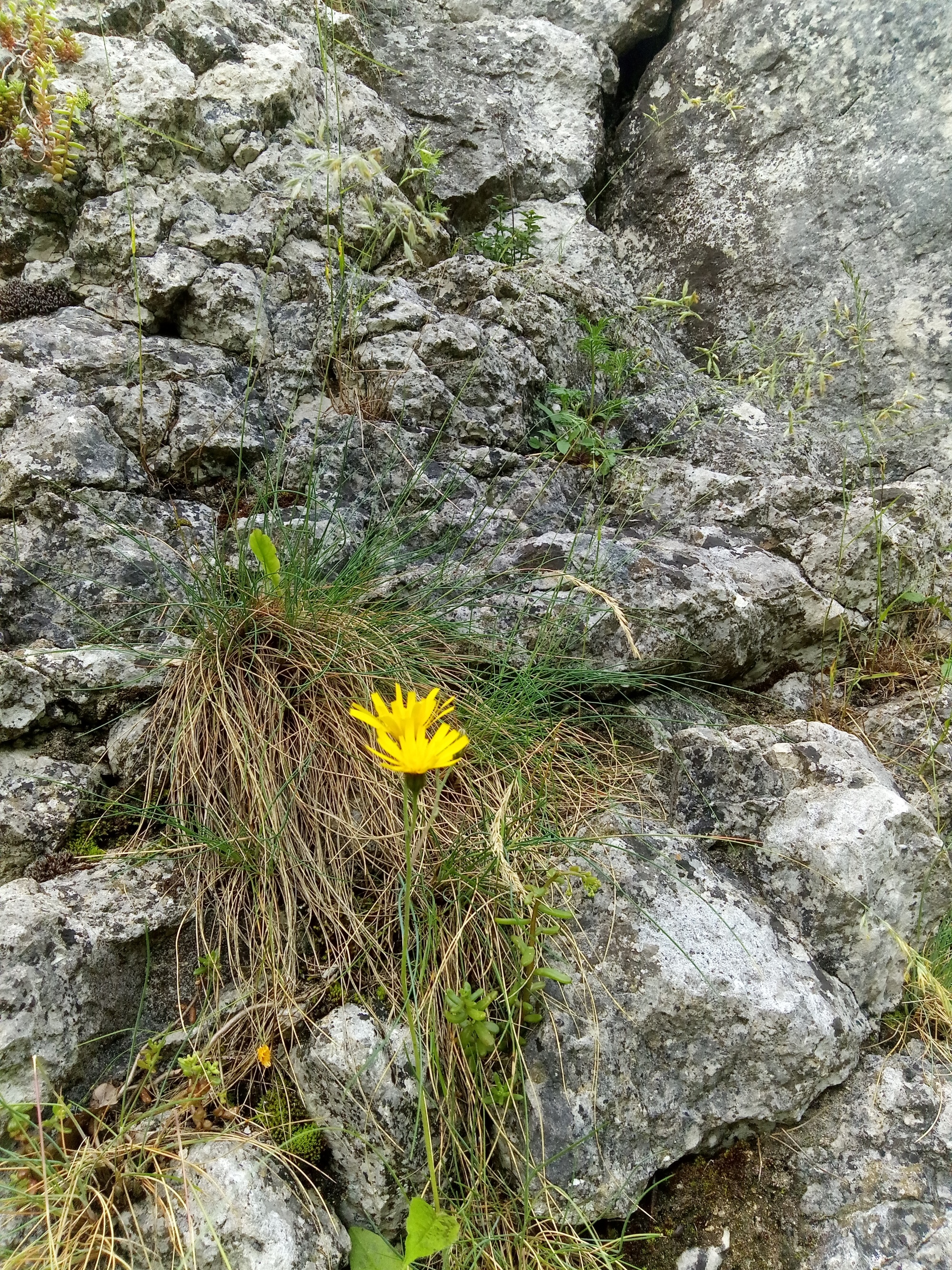 Blume auf Fels