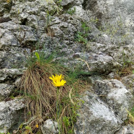 Blume auf Fels