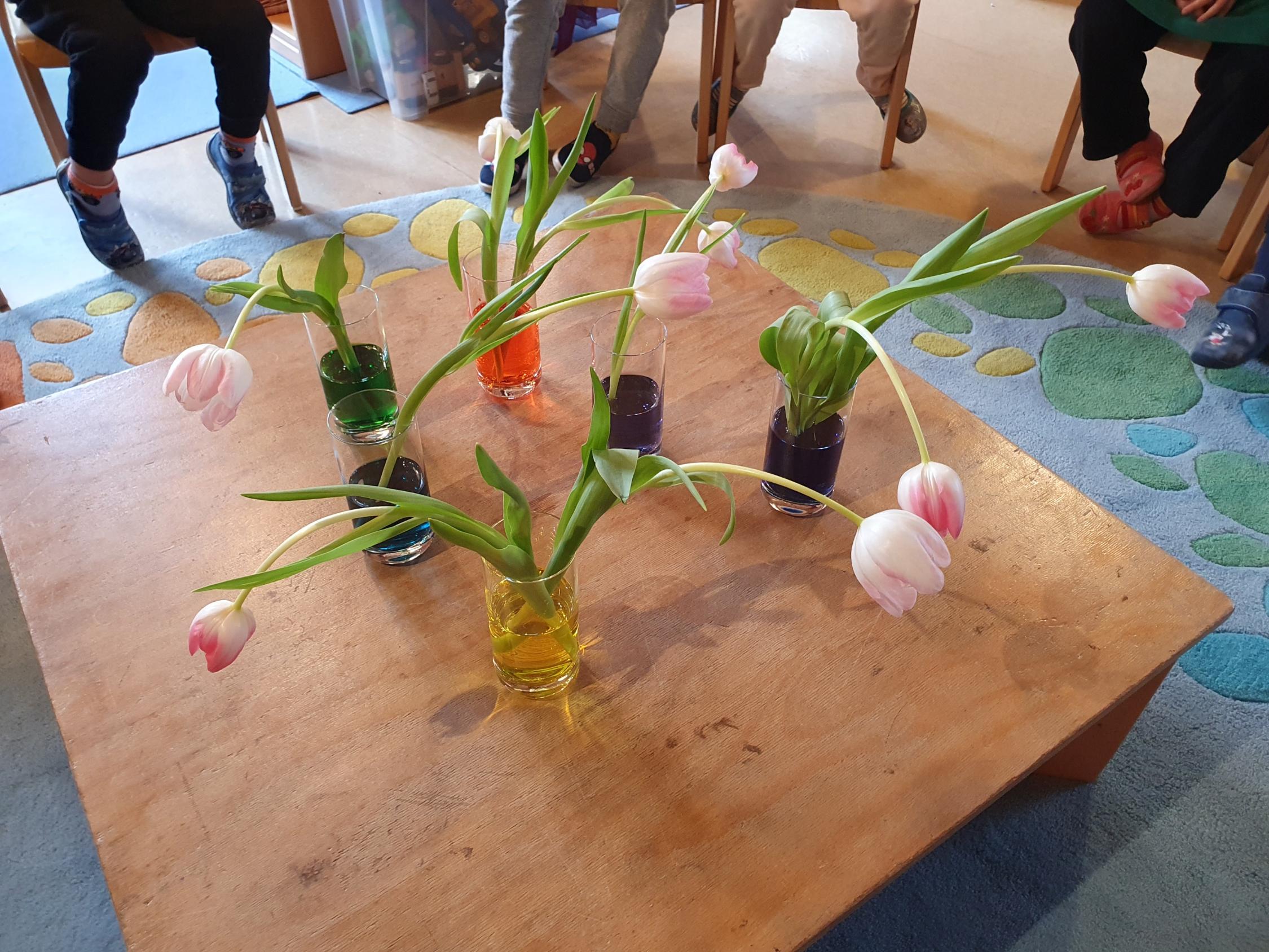 Farbexperiment - Tulpen