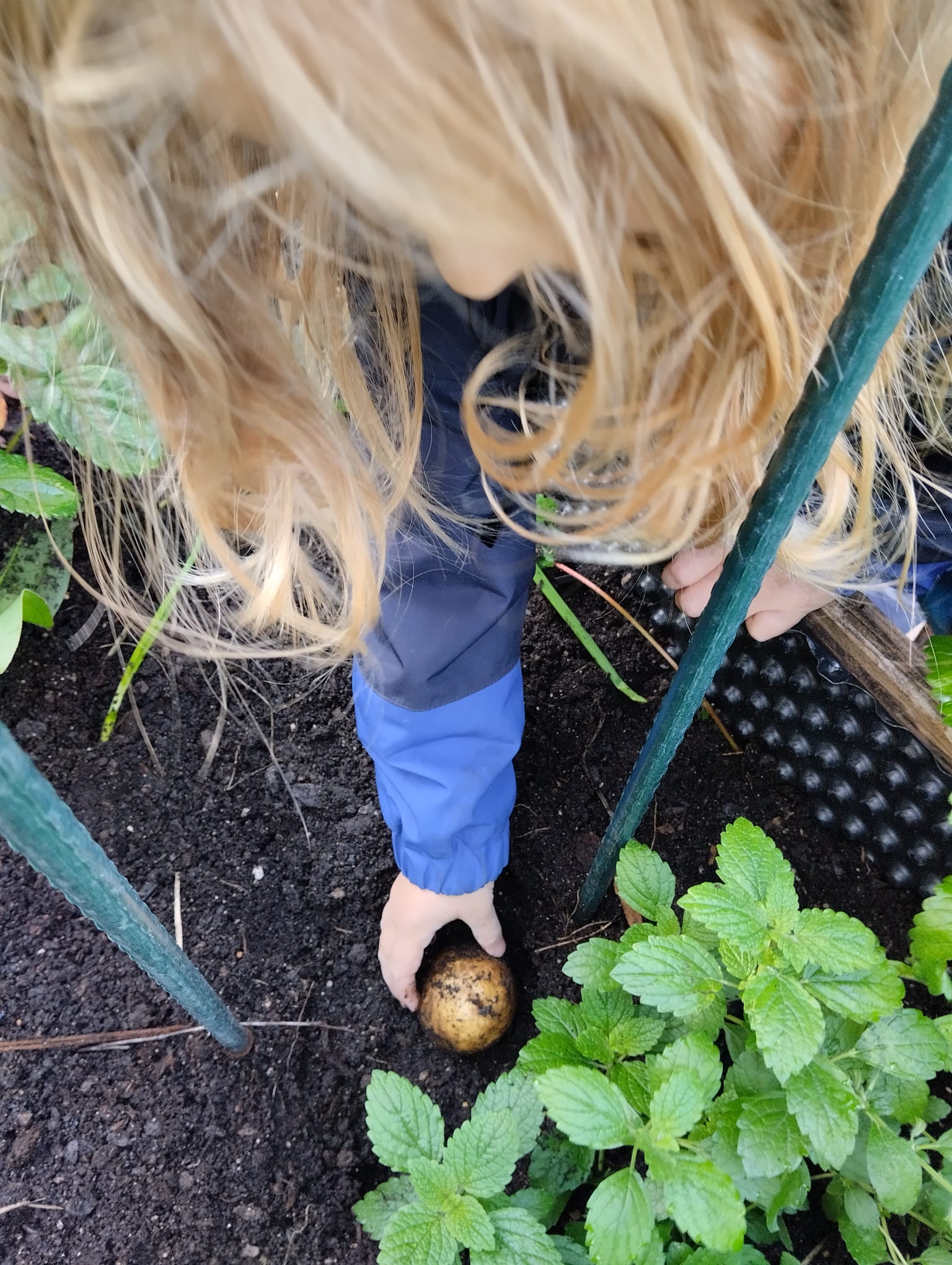 Thema Herbst/Kartoffel