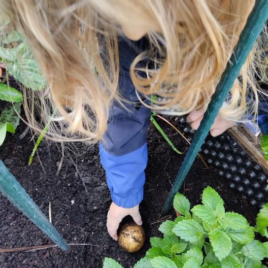 Thema Herbst/Kartoffel