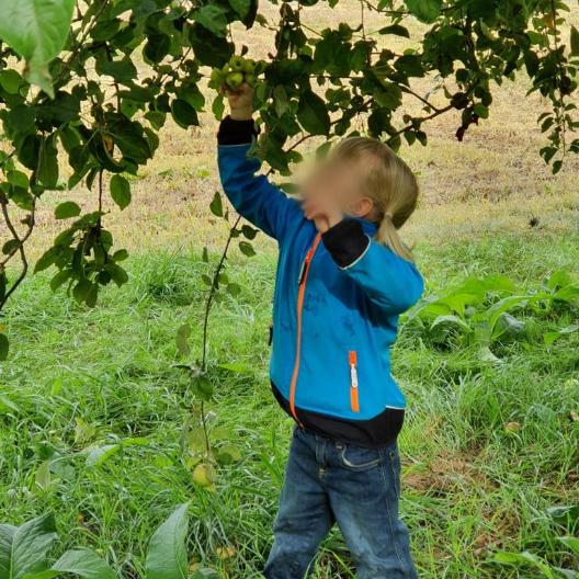 Wir beschäftigen uns mit dem Thema Apfel